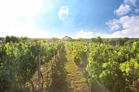 Beautiful view of vineyard with ripe grapesの写真素材