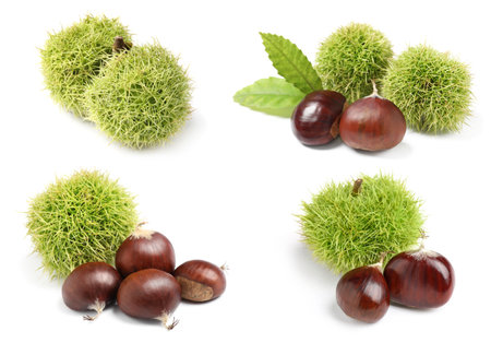 Set of sweet edible chestnuts on white backgroundの写真素材