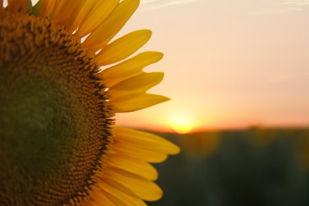 Beautiful sunflower growing in field, closeup. Space for textの写真素材
