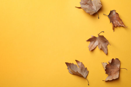Dry autumn leaves on yellow background, flat lay. Space for textの写真素材