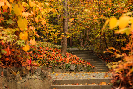 Beautiful view of park with trees on autumn day