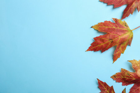Colorful autumn leaves on light blue background, flat lay. Space for text