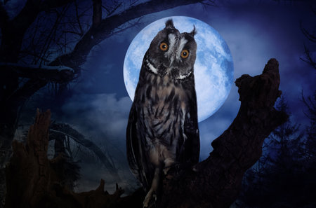 Owl in misty forest on full moon night