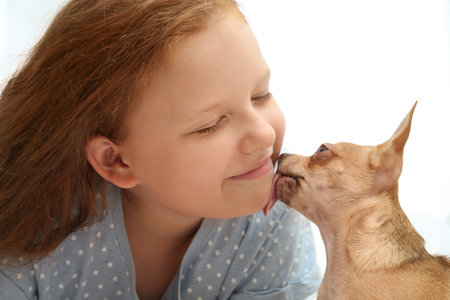Little girl with her Chihuahua dog on light background. Childhood petの写真素材