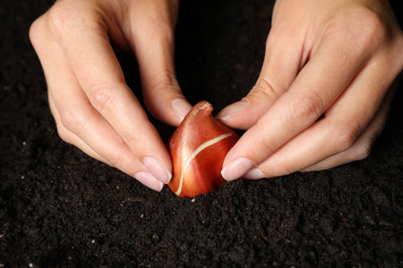 Woman planting tulip bulb into soil, closeupの写真素材