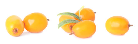 Set of fresh sea buckthorn berries on white background. banner designの写真素材