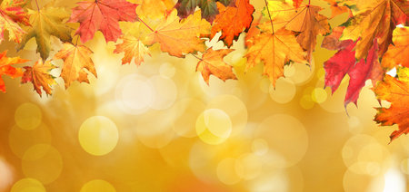 Beautiful colorful autumn leaves on blurred background. banner design