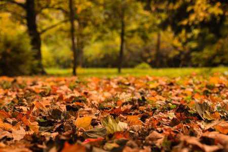leaves Dry on ground in forest on autumn day