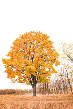 Beautiful view of meadow in autumn park