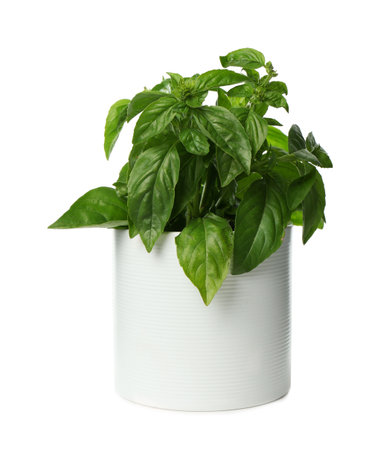 Lush green basil in pot isolated on whiteの写真素材