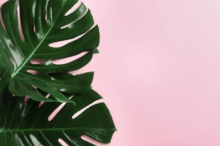 Beautiful monstera leaves on pink background, flat lay with space for text. Tropical plantの写真素材