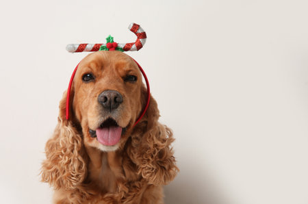 Adorable Cocker Spaniel dog in festive headband on white background, space for textの写真素材