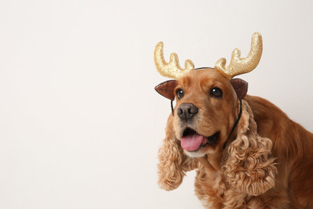 Adorable Cocker Spaniel dog in reindeer headband on white background, space for textの写真素材