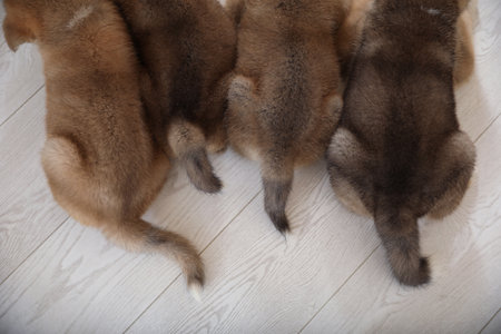 Adorable Akita Inu puppies indoors, top viewの写真素材