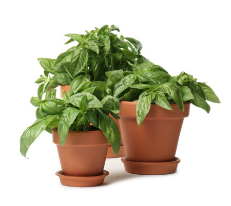 Lush green basil in pots on white backgroundの写真素材
