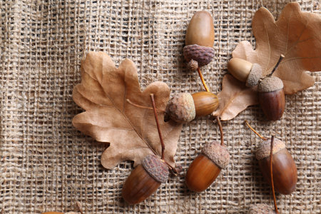 Acorns and oak leaves on sackcloth, flat layの写真素材