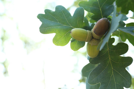 Close up view of oak with green leaves and acorns outdoors