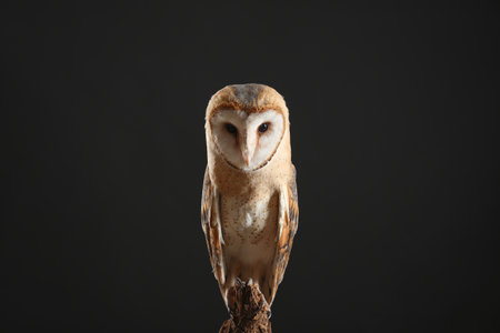 Beautiful common barn owl on tree against black backgroundの写真素材