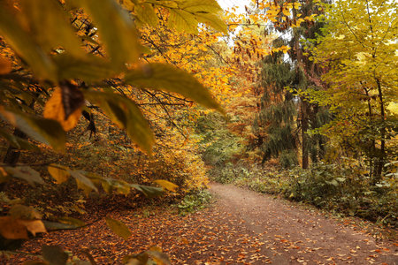 Beautiful view of pathway in forest on autumn dayの写真素材