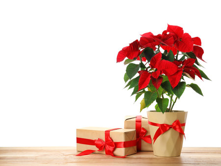 Red Poinsettia in pot and gifts on wooden table, space for text. Christmas traditional flowerの写真素材