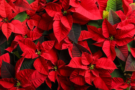 Red Poinsettia as background, closeup. Christmas traditional flowerの写真素材