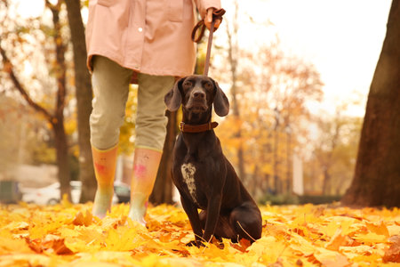 Woman with cute German Shorthaired Pointer in park on autumn dayの写真素材