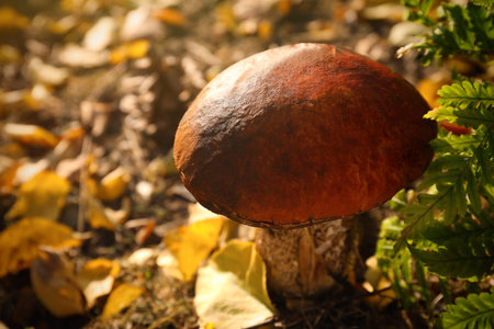 Fresh wild mushroom growing in forest, closeup viewの写真素材