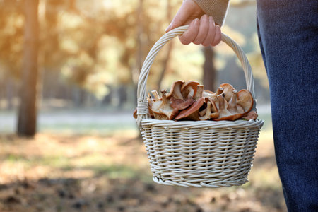 Woman holding wicker basket with fresh wild mushrooms in forest, closeupの写真素材