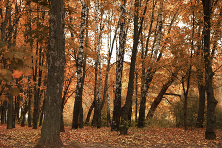beautiful view of forest on autumn day