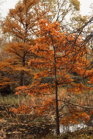 Beautiful view of tree in forest on autumn dayの写真素材