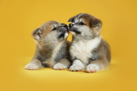 Adorable Akita Inu puppies on yellow backgroundの写真素材