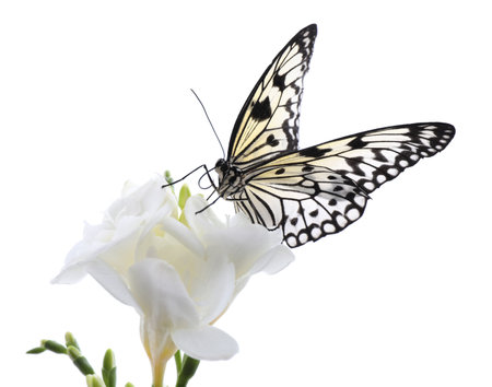 Beautiful rice paper butterfly sitting on freesia flower against white backgroundの写真素材