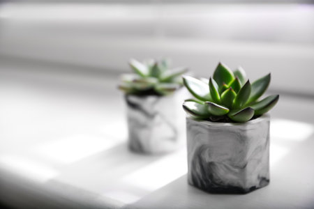 Beautiful potted succulents on white window sill. Space for textの写真素材