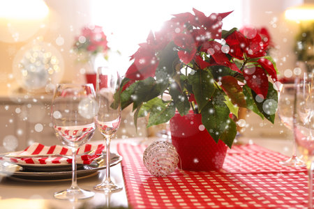 Traditional Christmas poinsettia flower on table. snowfall effectの写真素材