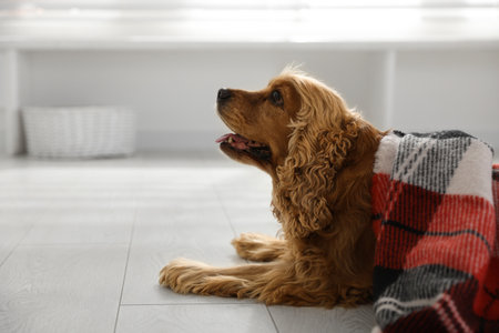 Cute English cocker spaniel dog with plaid on floorの写真素材