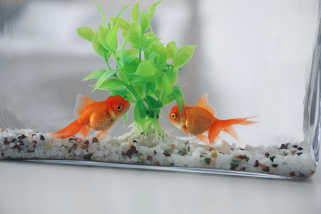 Beautiful bright goldfish in aquarium on table, closeupの写真素材