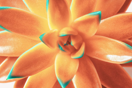 Beautiful succulent plant as background, closeup viewの写真素材