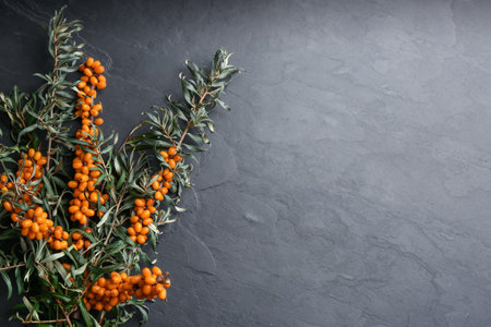 Branches of sea buckthorn on black table, flat lay. Space for textの写真素材