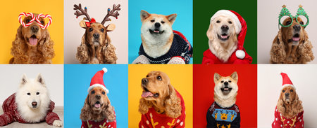 Cute dogs in Christmas sweaters, party glasses, Santa hats and headband on color backgrounds. Banner designの写真素材