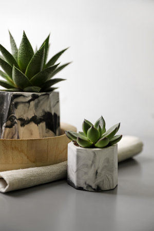 Beautiful potted succulents on light grey tableの写真素材