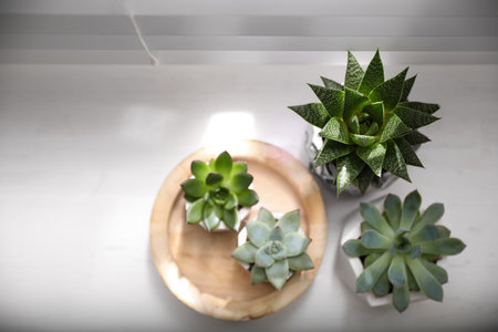 Beautiful potted succulents on white window sill, flat layの写真素材