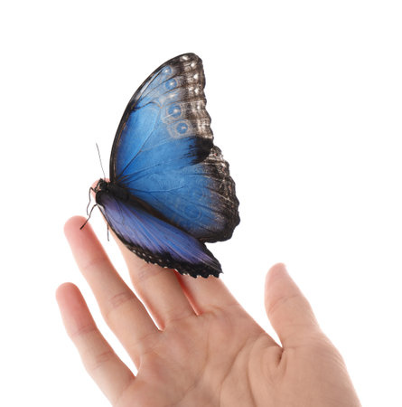 Woman holding beautiful common morpho butterfly on white background, closeupの写真素材