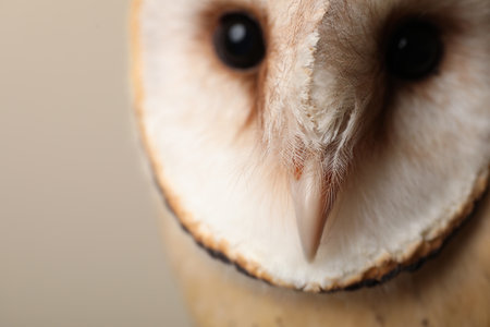 Beautiful common barn owl on beige background, closeupの写真素材