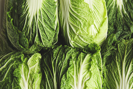 Fresh ripe Chinese cabbages as background, closeupの写真素材