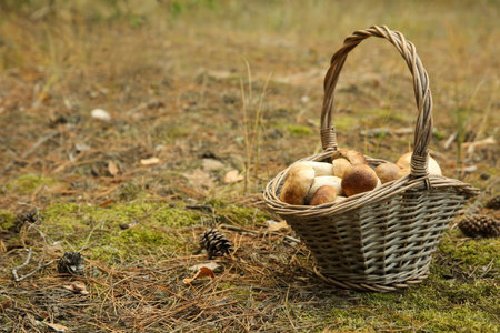 Basket full of fresh porcini mushrooms in forestの写真素材
