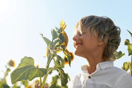 Cute little boy sniffing sunflower outdoors. child spending time in natureの写真素材