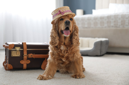 English Cocker Spaniel in cute hat near suitcase indoors. Pet friendly hotelの写真素材