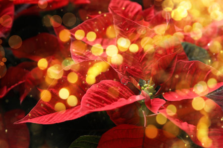 Traditional Christmas poinsettia flower as background, closeup. Bokeh effect on foregroundの写真素材