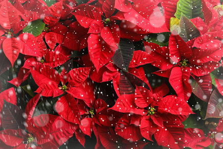 Traditional Christmas poinsettia flowers as background, top view. Snowfall effect on foregroundの写真素材