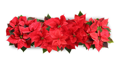 Christmas traditional Poinsettia flowers on white background, top view. banner designの写真素材